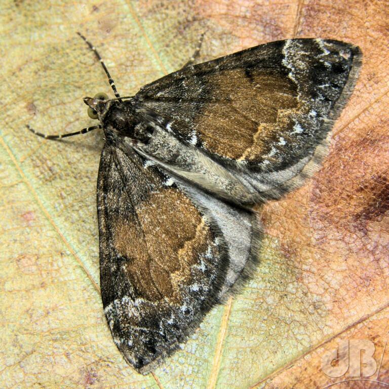 Common Marbled Carpet (<em>Dysstroma truncata</em>)
