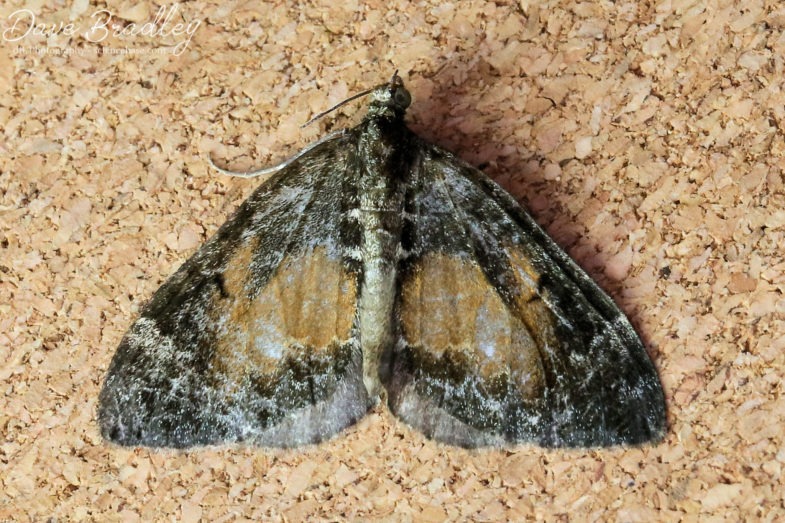 Common Marbled Carpet (<em>Dysstroma truncata</em>)