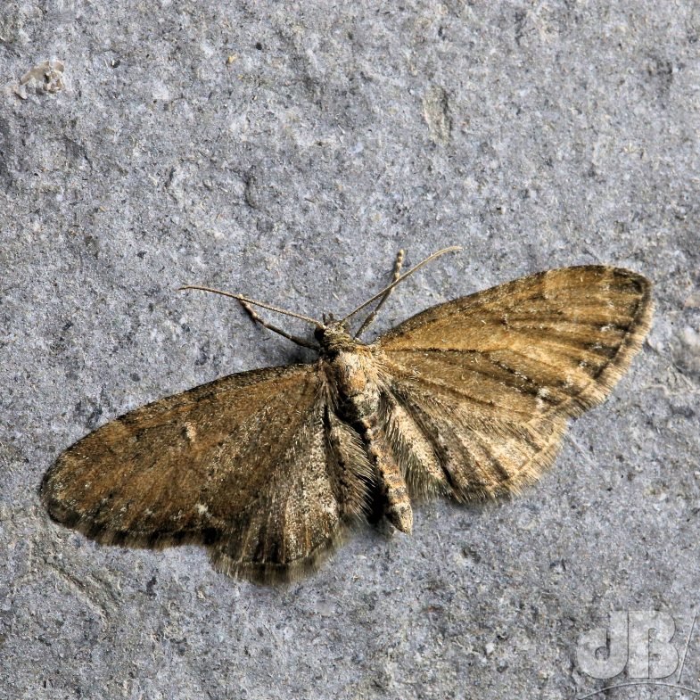 Common Pug (<em>Eupithecia vulgata</em>)