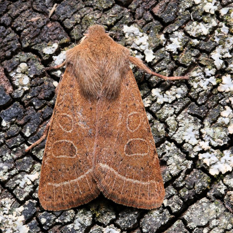 Common Quaker (<em>Orthosia cerasi</em>)