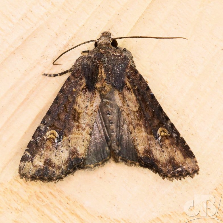 Lesser Common Rustic agg. (<em>Mesapamea didyma</em>)