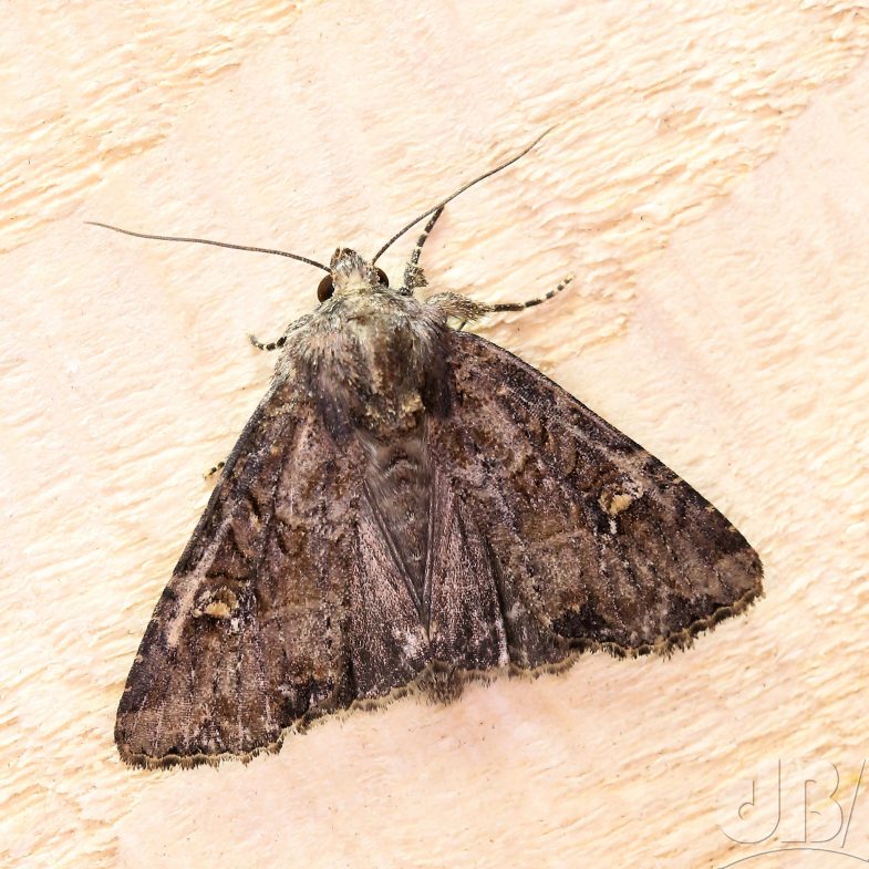 Lesser Common Rustic agg. (<em>Mesapamea didyma</em>)