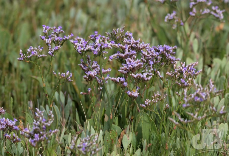 Common Sea Lavender (<em>Limonium vulgare</em>)