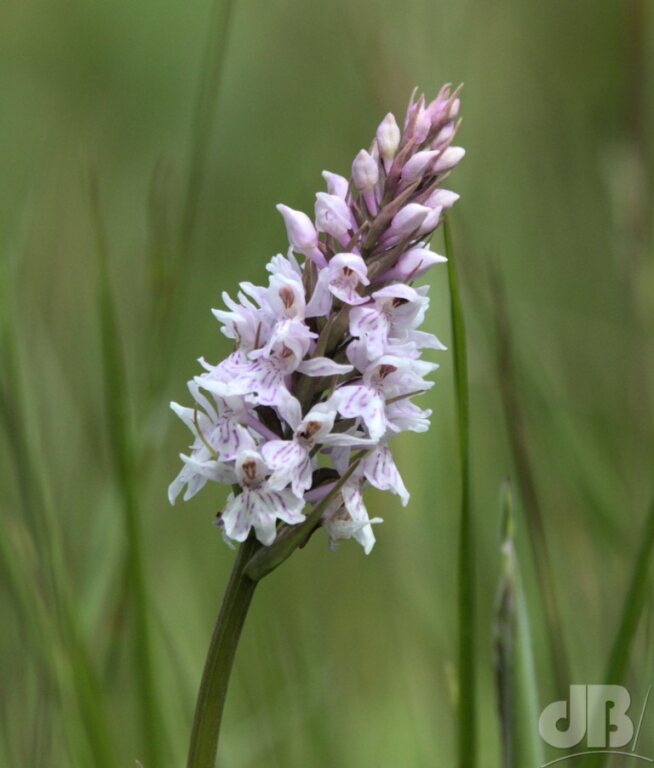 Common spotted-orchid (<em>Dactylorhiza fuchsii</em>)