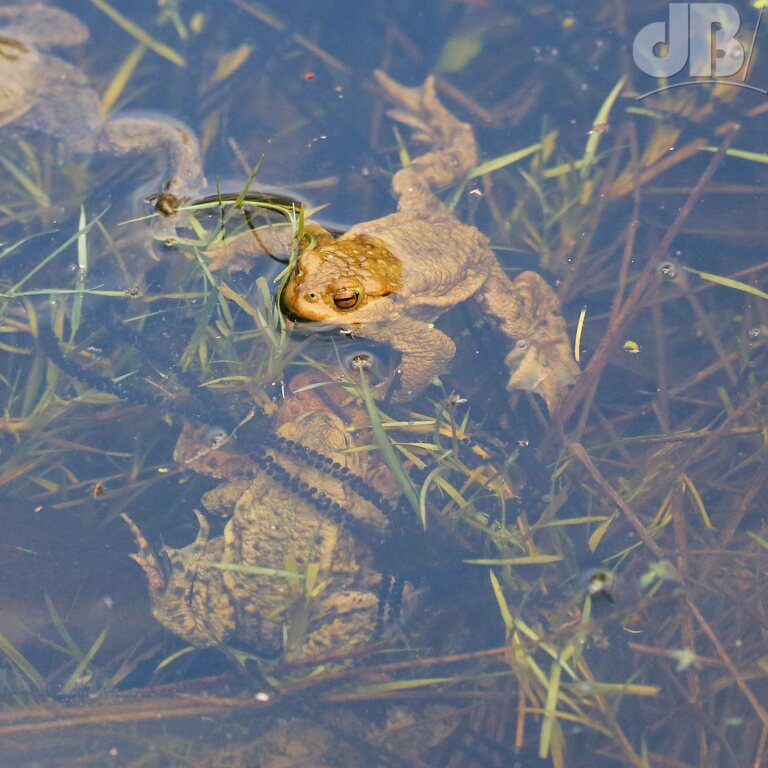 Common toad (<em>Bufo bufo</em>)