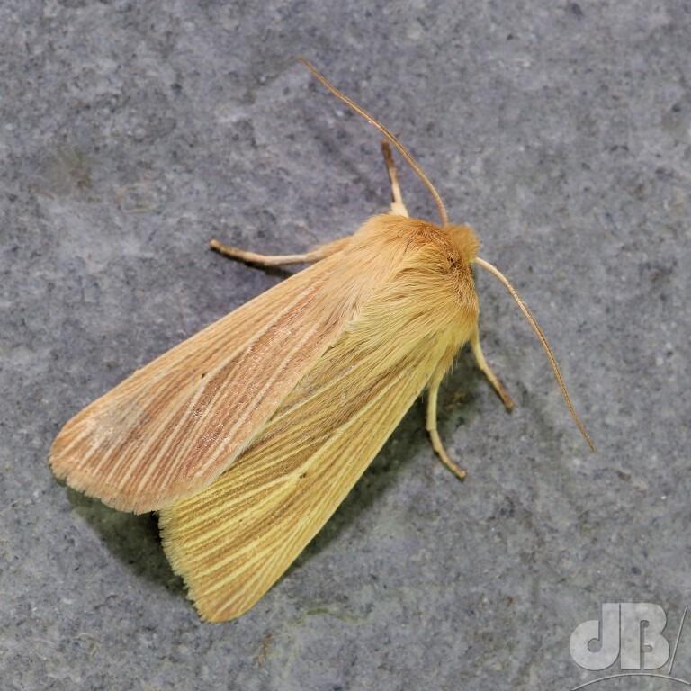 Common Wainscot (<em>Mythimna pallens</em>)