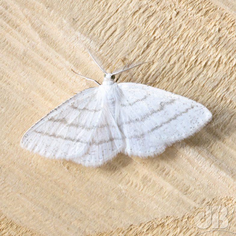 Common White Wave (<em>Cabera pusaria</em>)
