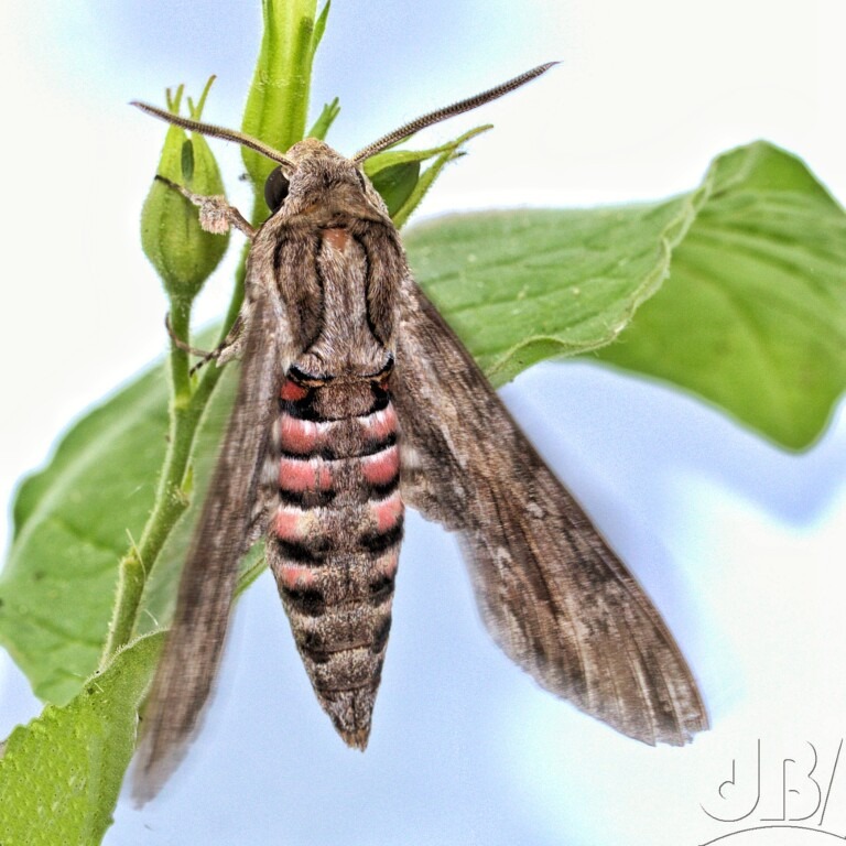 Convolvulus Hawk-moth (<em>Agrius convolvuli</em>)