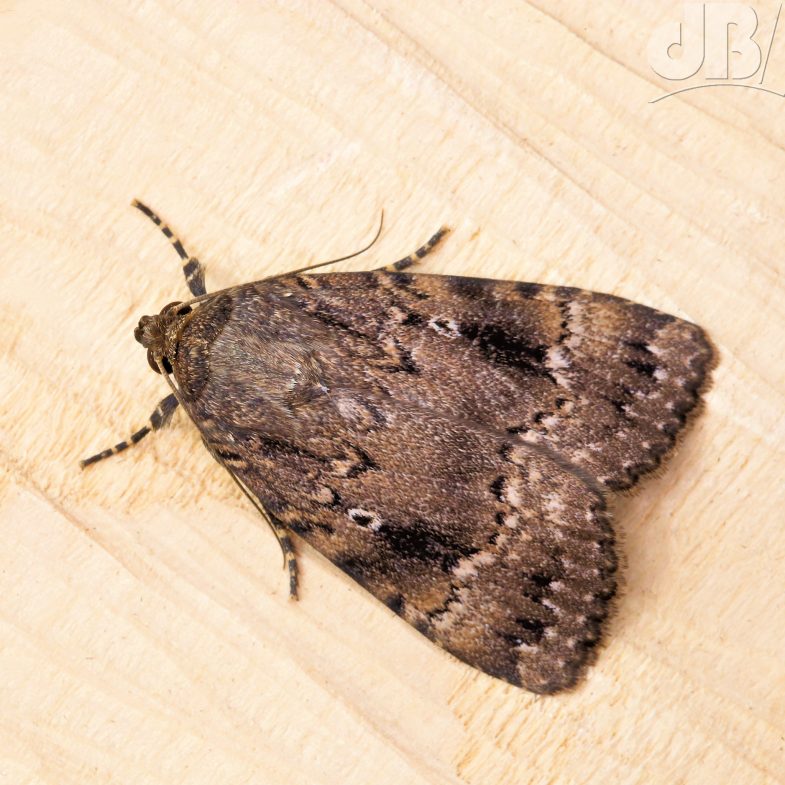 Copper Underwing (<em>Amphipyra pyramidea</em>)