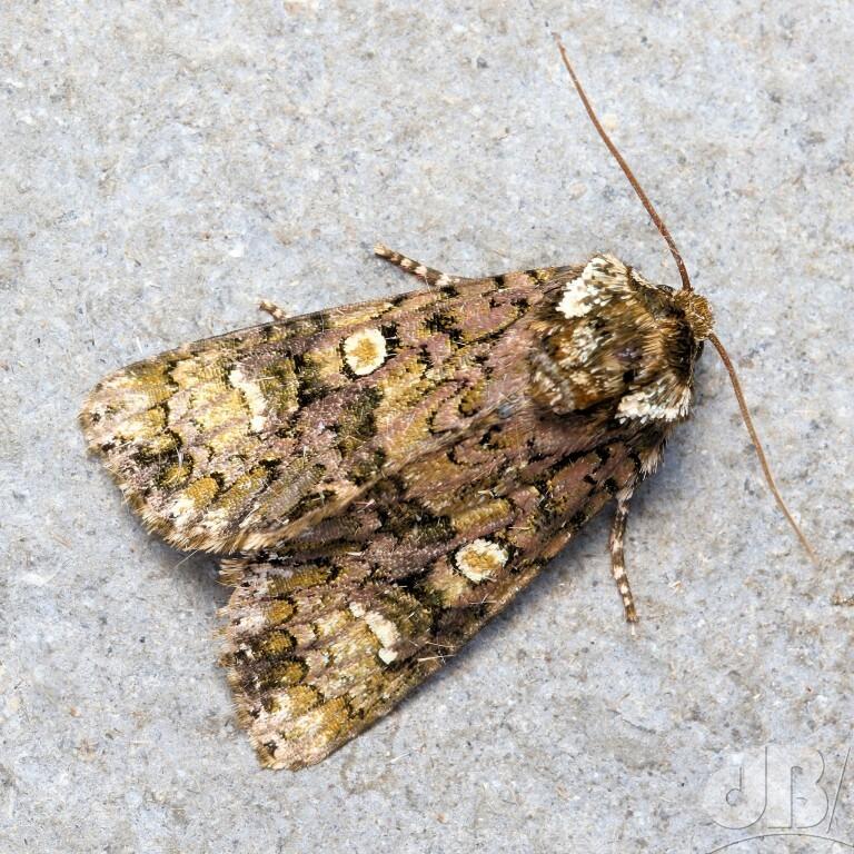 The Coronet (<em>Craniophora ligustri</em>)