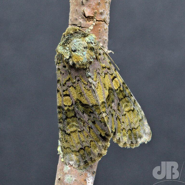 The Coronet (<em>Craniophora ligustri</em>)