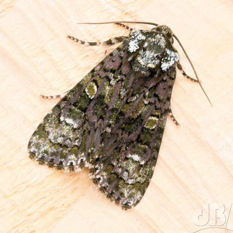 The Coronet (<em>Craniophora ligustri</em>)