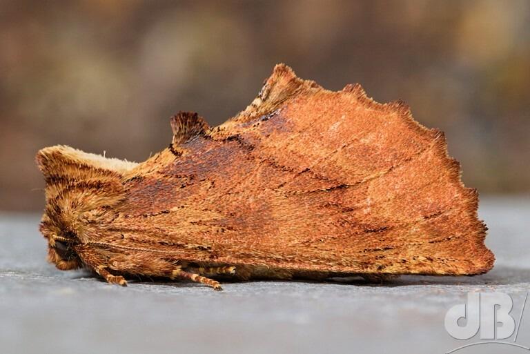 Coxcomb Prominent (<em>Ptilodon capucina</em>)