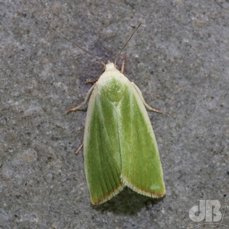 Cream-bordered Green Pea (<em>Earias clorana</em>)