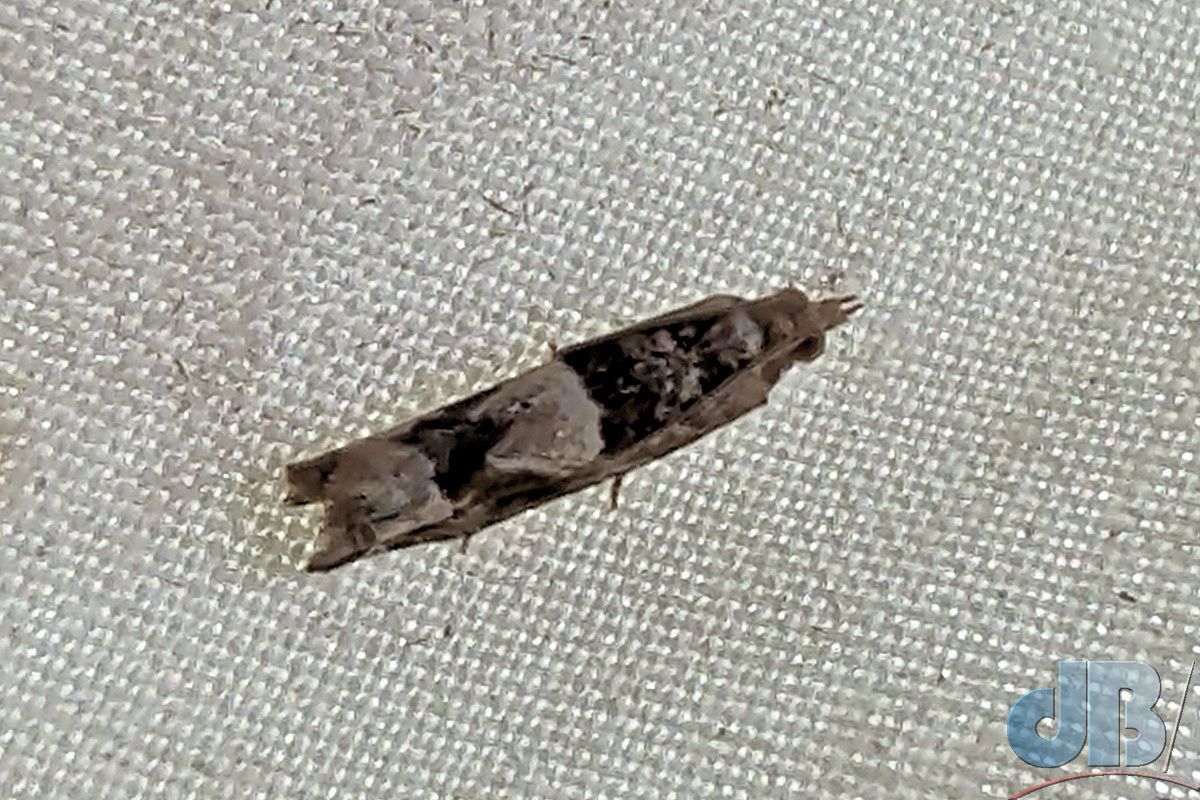 Tree-mallow Tortrix (<em>Crocidosema plebejana</em>)