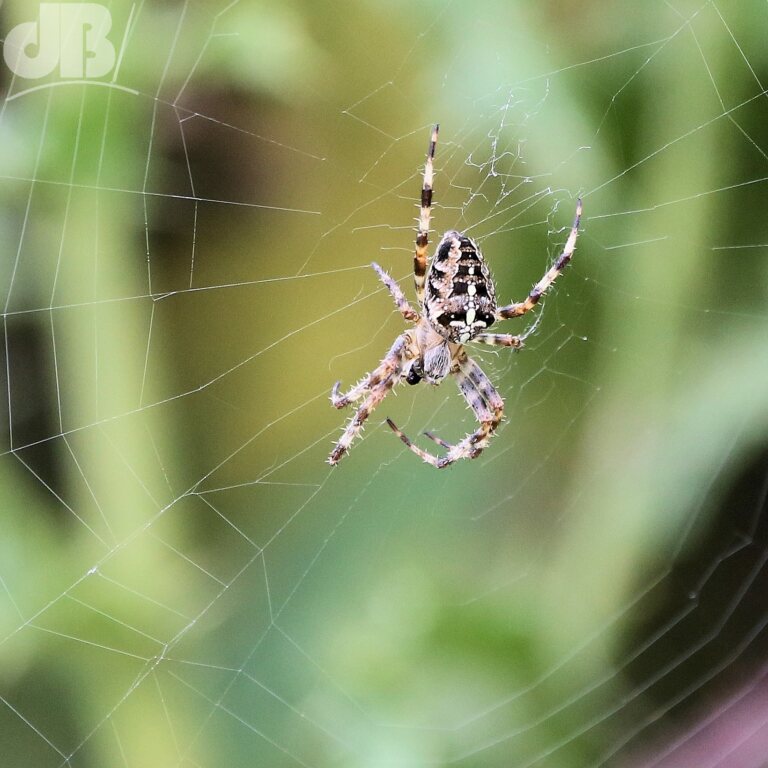 European Garden Spider (<em>Araneus diadematus</em>)