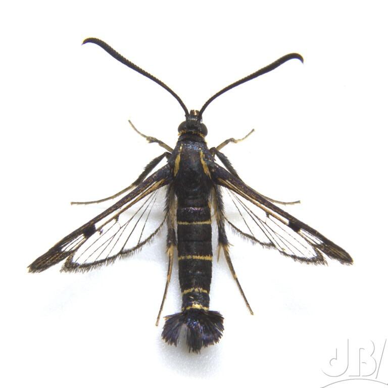 Currant Clearwing (<em>Currant Clearwing</em>)