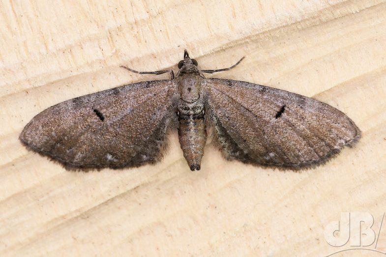 Common Pug (<em>Eupithecia vulgata</em>)