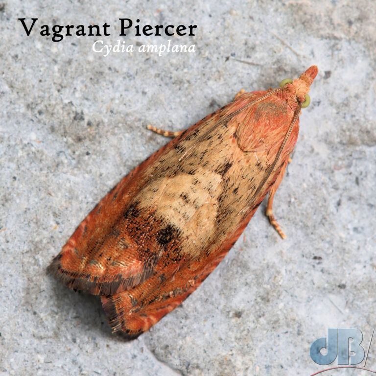 Vagrant Piercer (<em>Cydia amplana</em>)