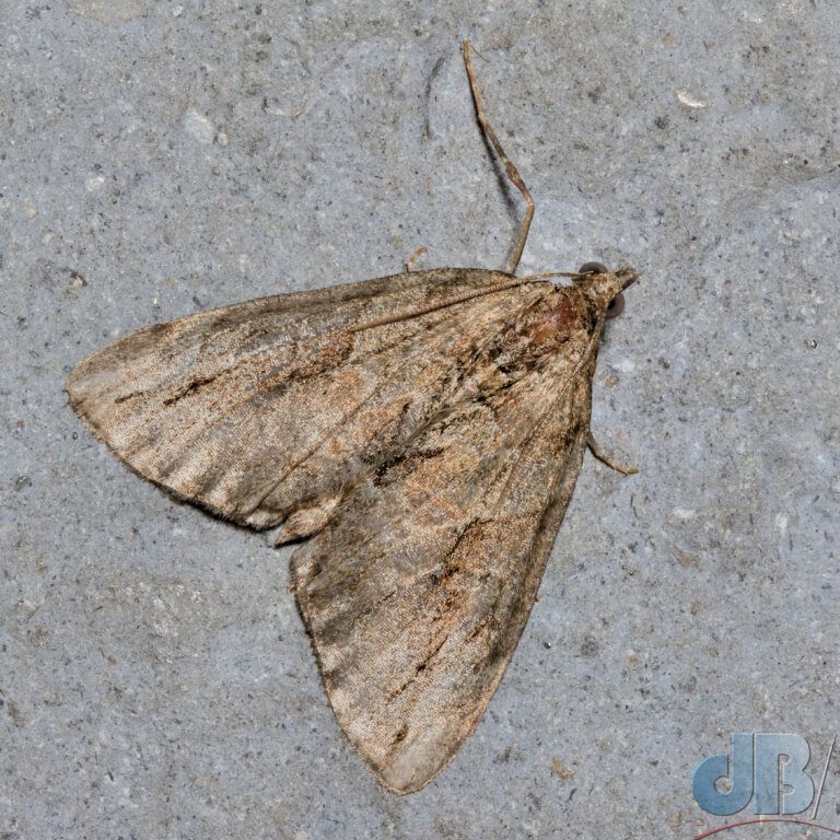 Cypress Carpet (<em>Thera cupressata</em>)