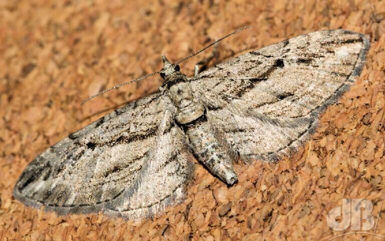 Cypress Pug (<em>Eupithecia phoeniceata</em>)