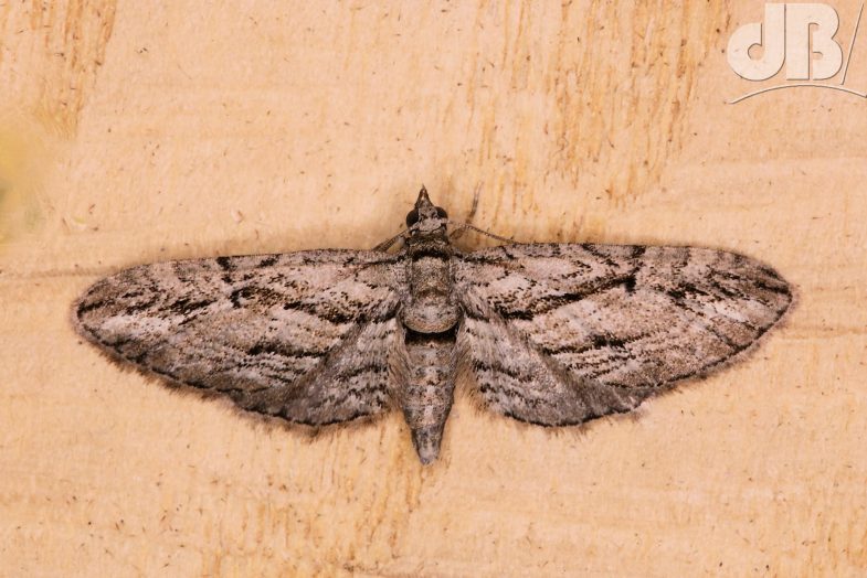 Cypress Pug (<em>Eupithecia phoeniceata</em>)