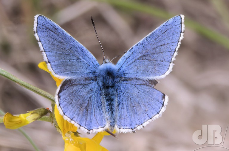 Adonis Blue (<em>Lysandra bellargus</em>)