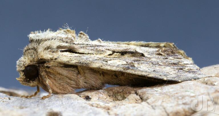 Dark Arches (<em>Apamea monoglypha</em>)