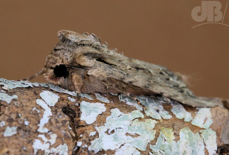 Dark Arches (<em>Apamea monoglypha</em>)