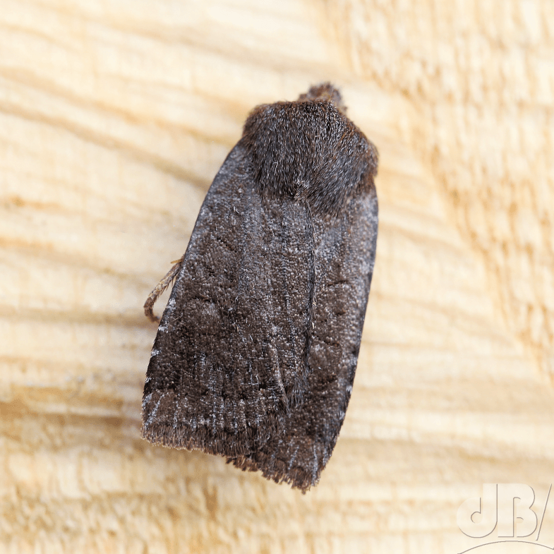 Dark Chestnut (<em>Conistra ligula</em>)