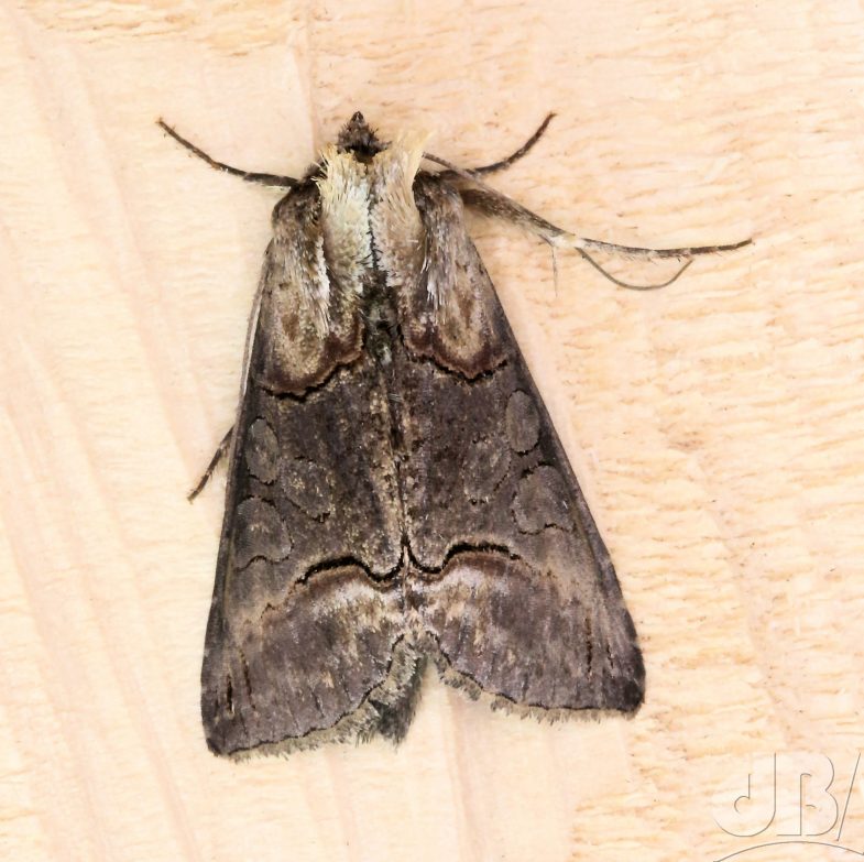 Dark Spectacle (<em>Abrostola triplasia</em>)