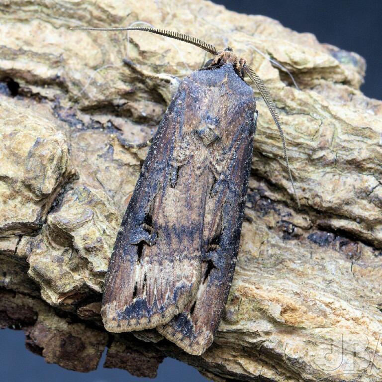 Dark Sword-grass (<em>Agrotis ipsilon</em>)