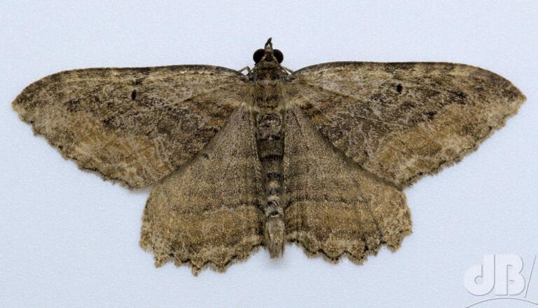 Dark Umber (<em>Philereme transversata</em>)