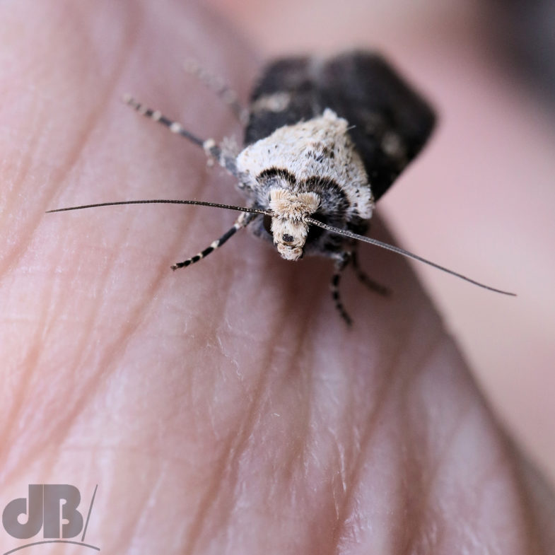 Dark form of Shuttle-shaped Dart (<em>Agrotis puta</em>)
