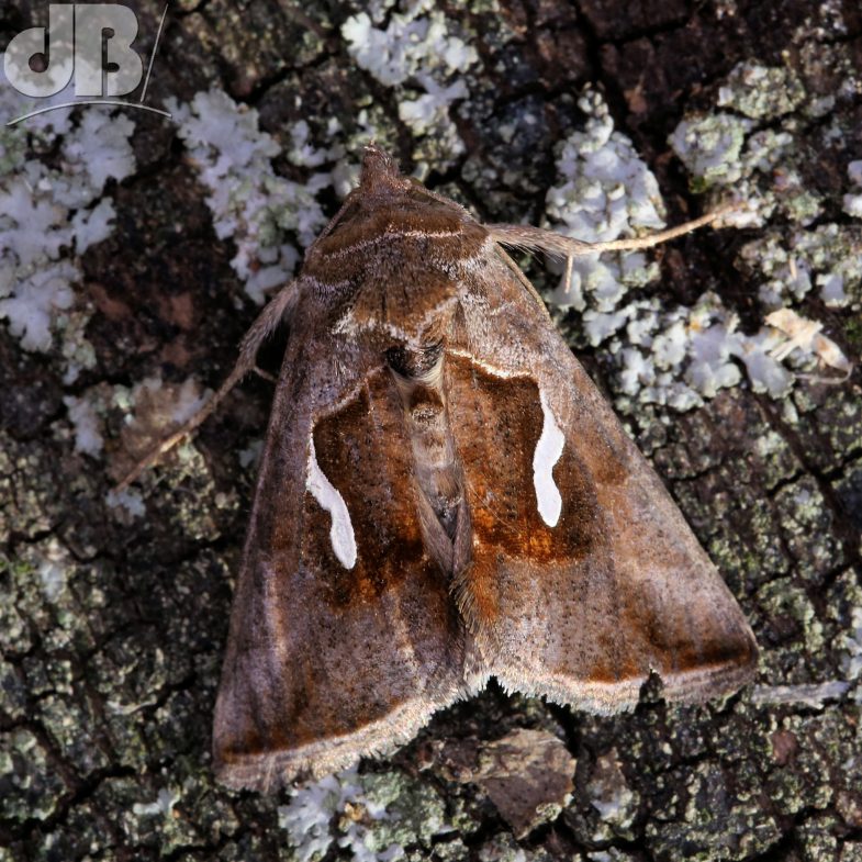 Dewick's Plusia (<em>Macdunnoughia confusa</em>)