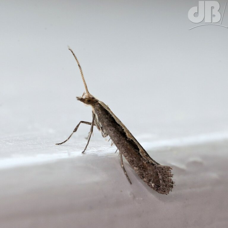 Diamond-back Moth (<em>Plustella xylostella</em>)