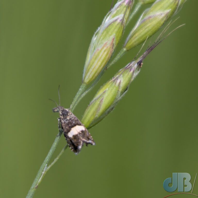 Square-spot Drill (<em>Dichrorampha sequana</em>)