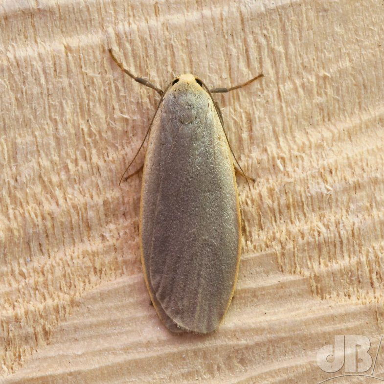 Dingy Footman (<em>Eilema griseola</em>)