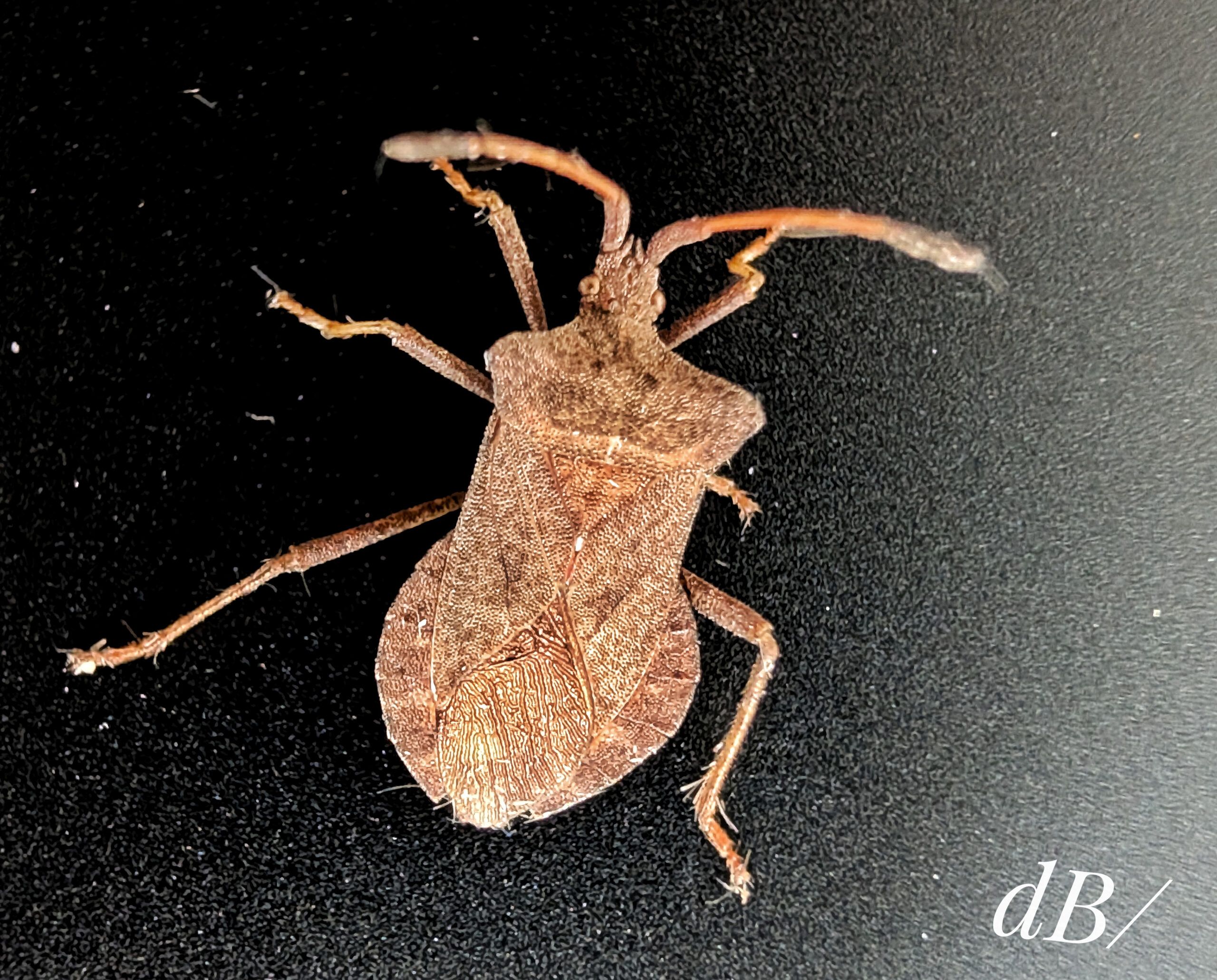 Dock Bug (<em>Coreus marginatus</em>)