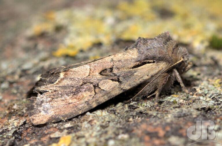 Dog's Tooth (<em>Lacanobia suasa</em>)