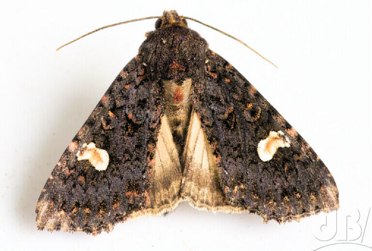 Dot Moth (<em>Melanchra persicariae</em>)