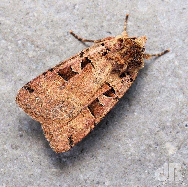 Double Square-spot (<em>Xestia triangulum</em>)