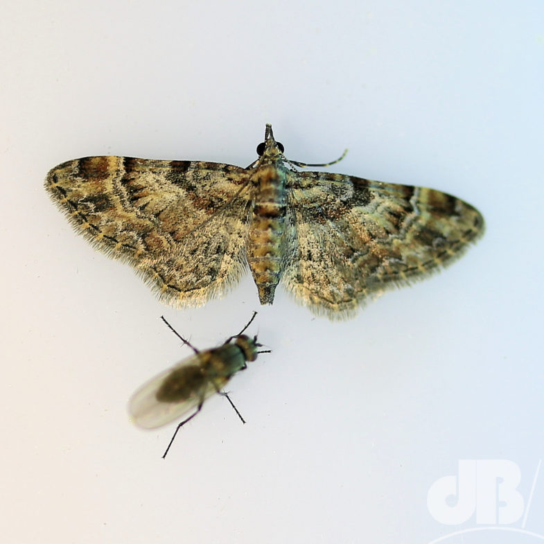 Double-striped Pug (<em>Gymnoscelis rufifasciata</em>)