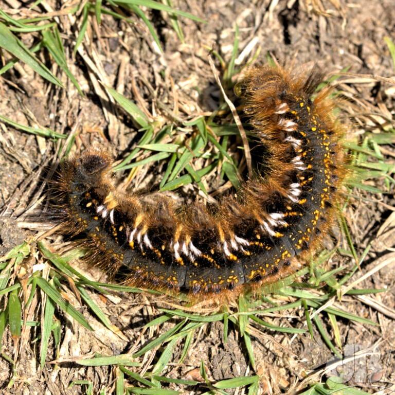 The Drinker (<em>Euthrix potatoria</em>)