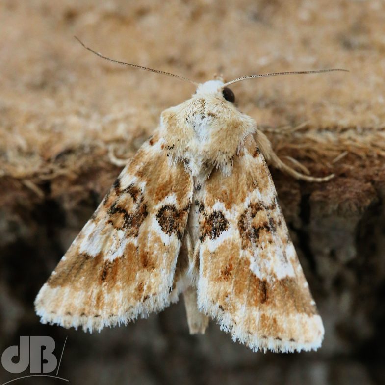 Dusky Sallow (<em>Eremobia ochroleuca</em>)