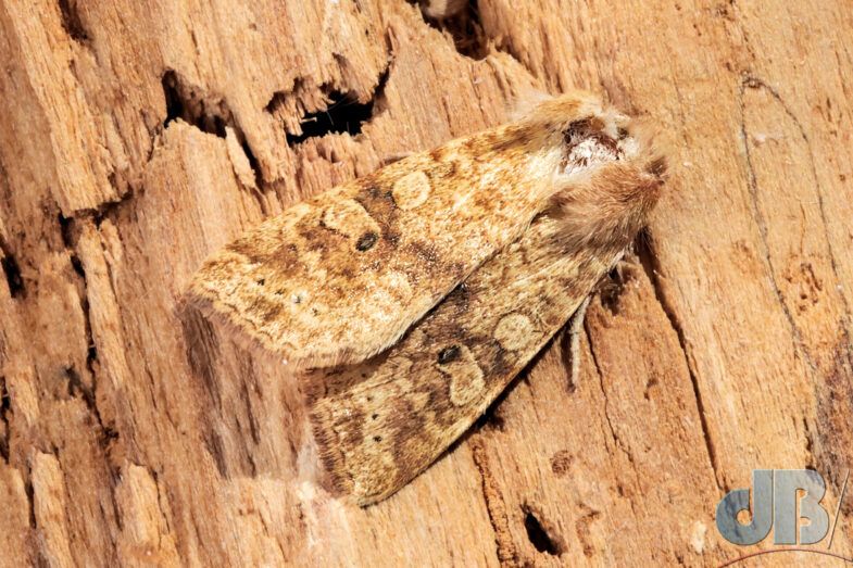 Dusky-lemon Sallow (<em>Cirrhia gilvago</em>)