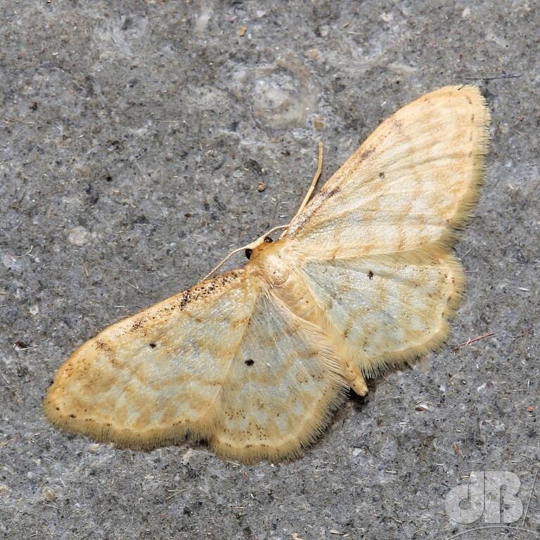 Dwarf Cream Wave (<em>Idaea fuscovenosa</em>)