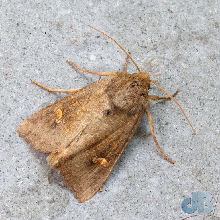 Ear Moth (<em>Amphipoea oculea</em>)