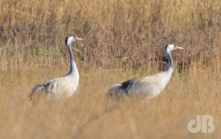 Eurasian Crane (<em>Grus grus</em>)