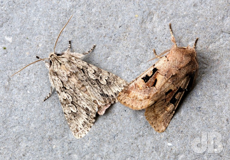 Early Grey and Hebrew Character